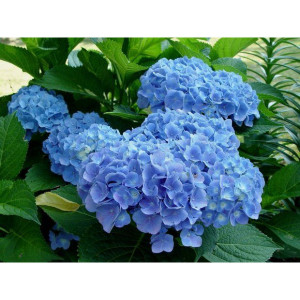 Гортензия Клеопатра Блю (Cleopatra Blue) (крупнолистная)